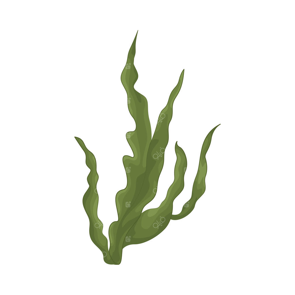 جلبک دریایی