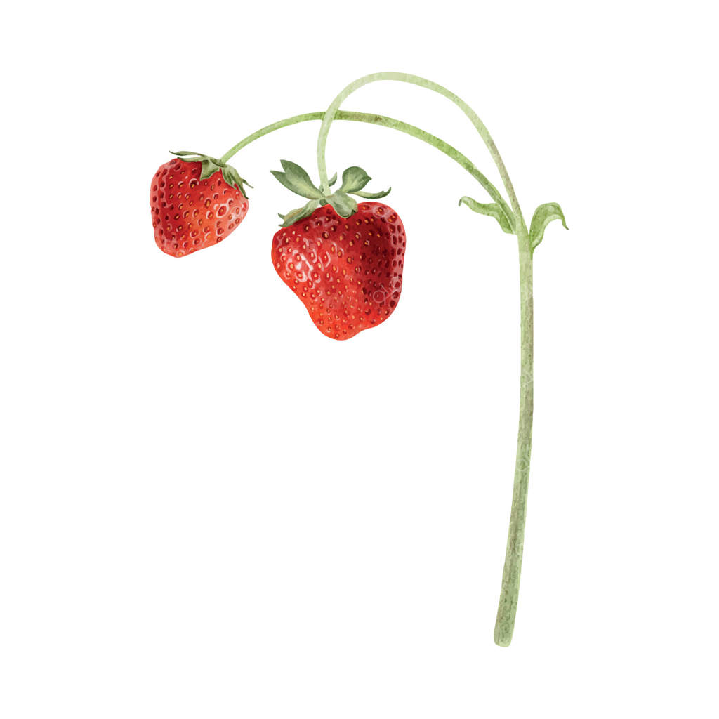 توت‌فرنگی‌های وحشی قرمز روی شاخه و ساقه‌ها. تصویر آبرنگی دست‌کشیده از گیاه تابستانی باغ. عنصر گیاهی برای بسته‌بندی، محصولات زیبایی و کشاورزی.