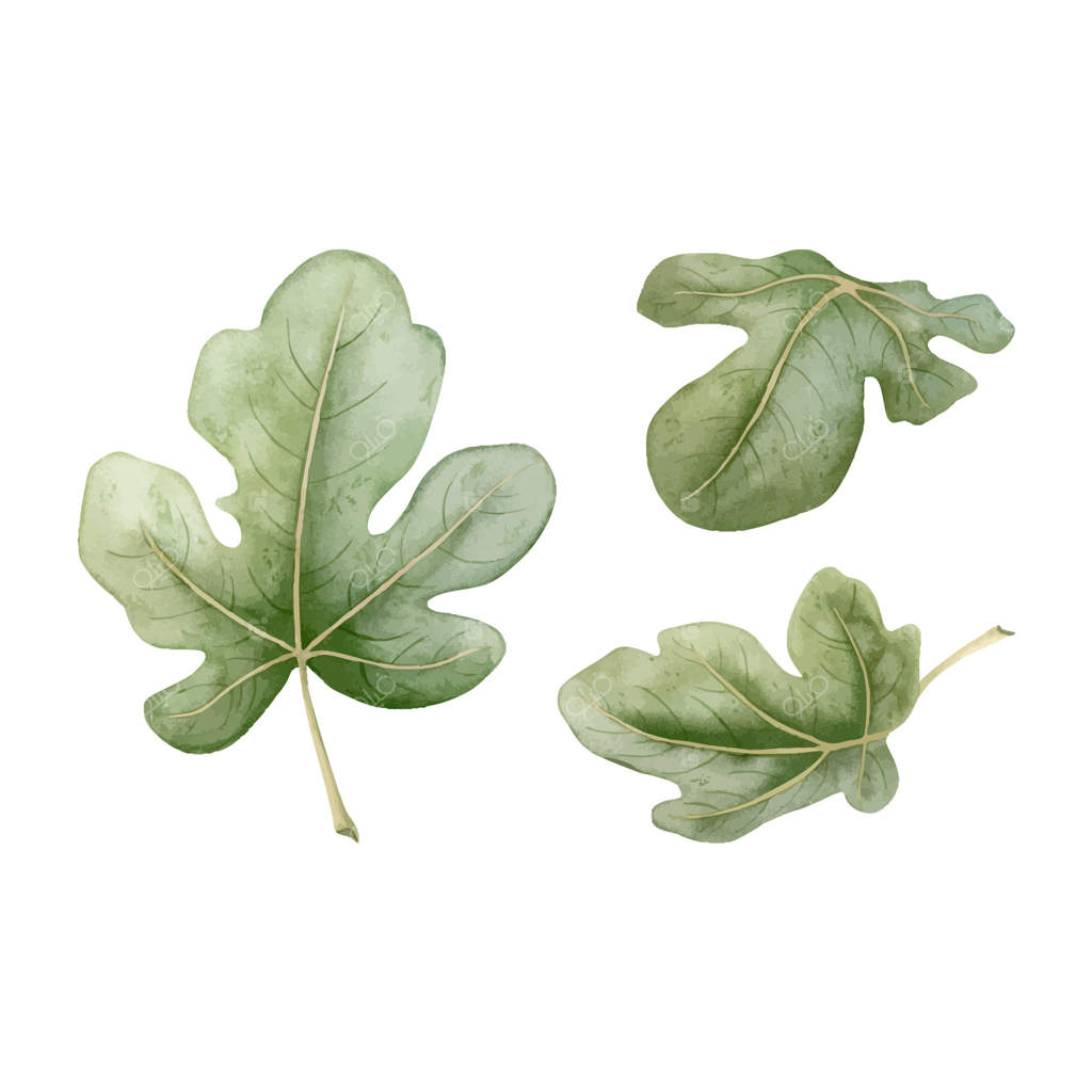 مجموعه‌ای از نقاشی‌های آبرنگی برگ‌های ساده انجیر: تصویرسازی دست‌کشیده برگ‌های سبز باغ گرمسیری