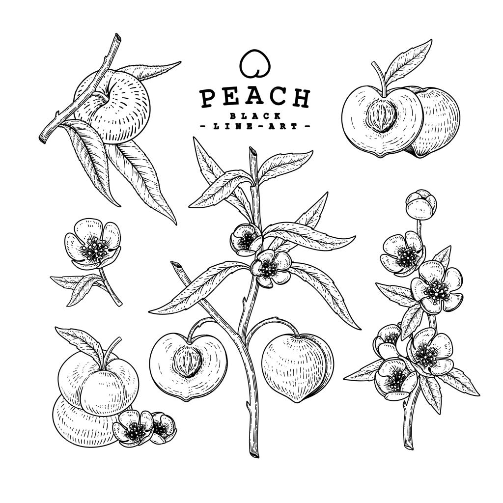 طرح تزیینی هلو به صورت وکتوری.