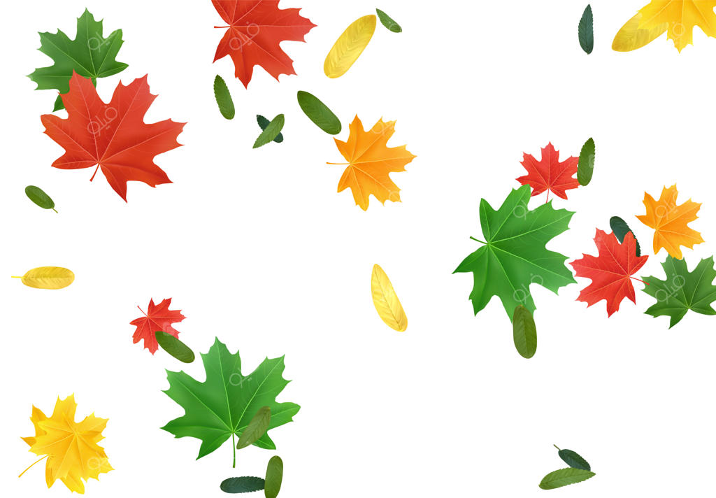 برگ‌های پاییزی افرا و دیگر درختان: شاخ و برگ‌های رنگارنگ پاییز. افکت ریزش روی پس‌زمینه سفید. طراحی سه‌بعدی واقع‌گرایانه. تصویرسازی وکتور