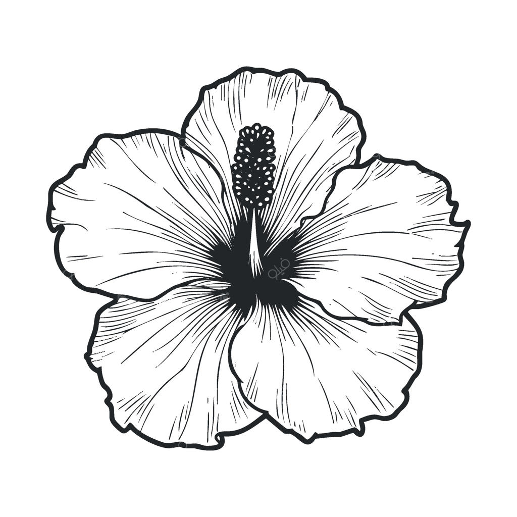 طرح زیبای گل ختمی برای دکور و تم‌های استوایی