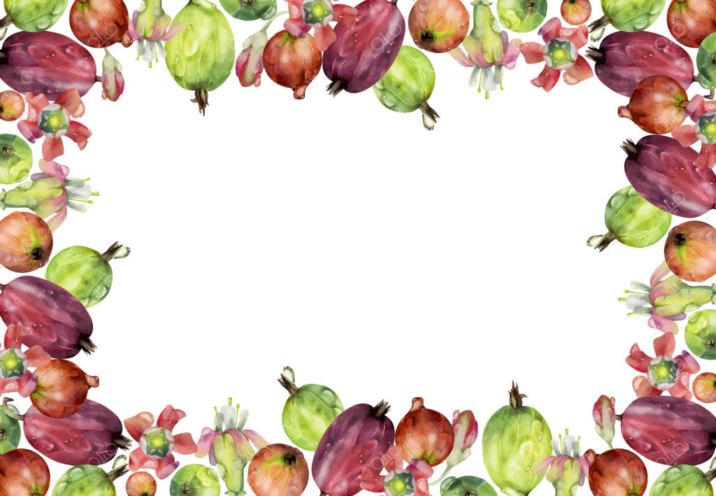 انگور فرنگی و توت سیاه؛ نقاشی دستی با آبرنگ از میوه‌های باغ، گل‌ها و شبنم. قاب حاشیه‌ای گوشه‌ای. مناسب برای دکور خانه، لوازم‌التحریر، فروشگاه مواد غذایی، کتاب آشپزی و منوی کافه.