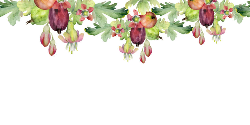 انگور فرنگی، توت خوشه‌ای، غنچه زنگوله‌ای، برگ‌های دسته گل، باغچه رسیده کشیسیل یستابری. نقاشی دست‌ساز با آبرنگ. نوار حاشیه‌ای یکپارچه و جداشده. منوی کافه، بازار کشاورزان، گل‌فروشی.