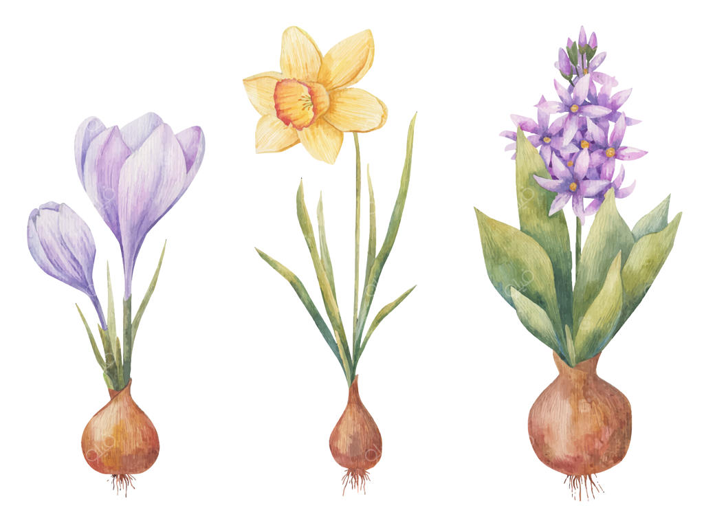 گیاهان پیازی در بهار: سنبل، زعفران و نرگس در زمینه سفید