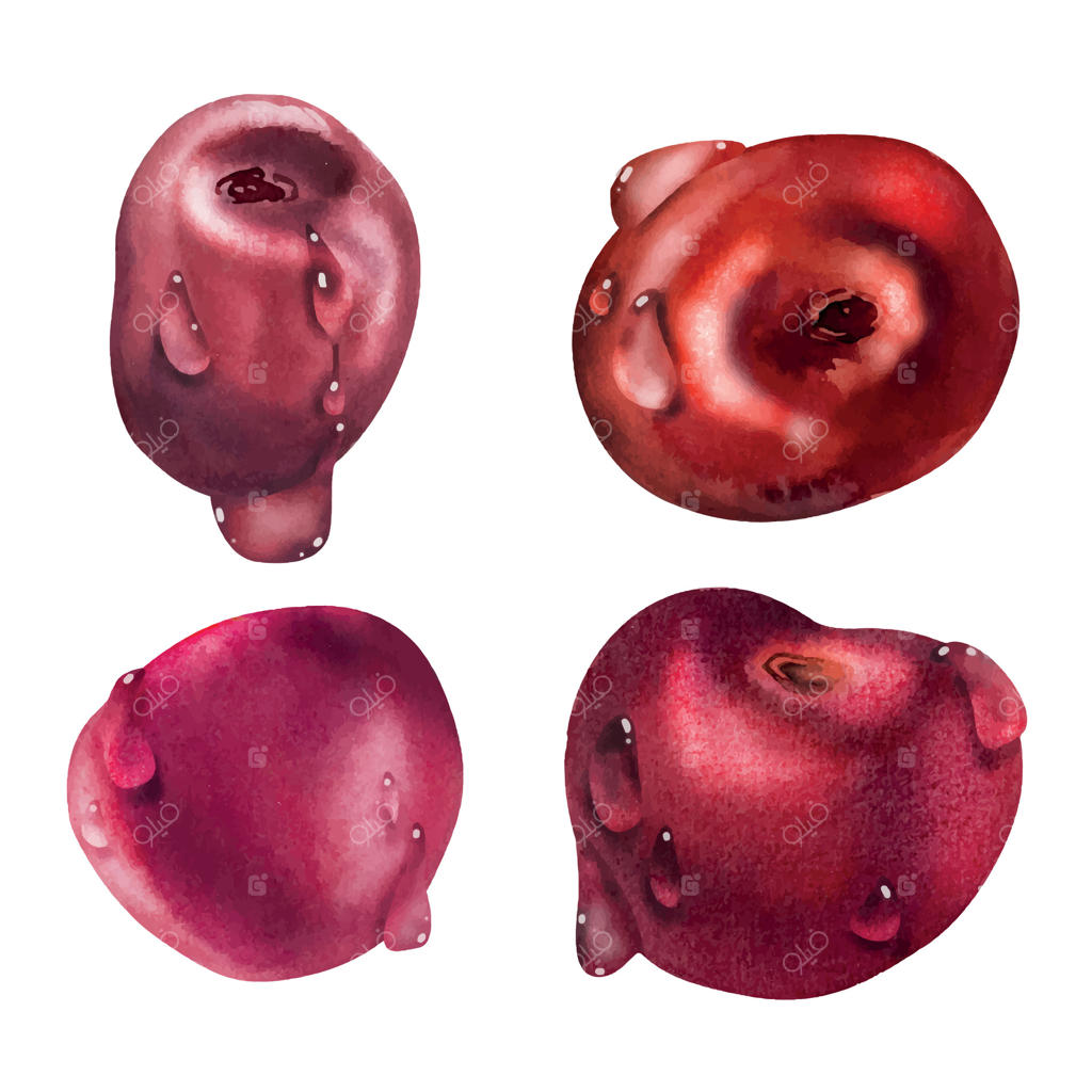 گیلاس شیرین ساکورا، میوه هسته دار با قطرات آب، طراحی دستی با آبرنگ، توت باغی قرمز رسیده. مجموعه عناصری گیاهی ایزوله. مناسب منوی رستوران، کافه دسر، عروسی، و بازار کشاورزان.