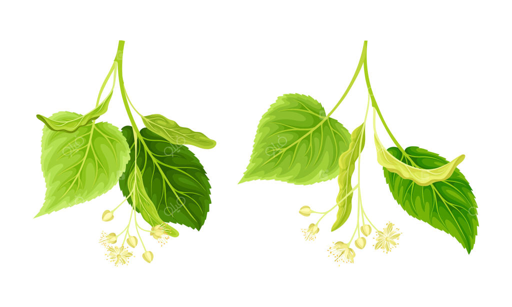 تصویرسازی برگ‌های سبز و شکوفه‌های گل وکتور حرفه‌ای