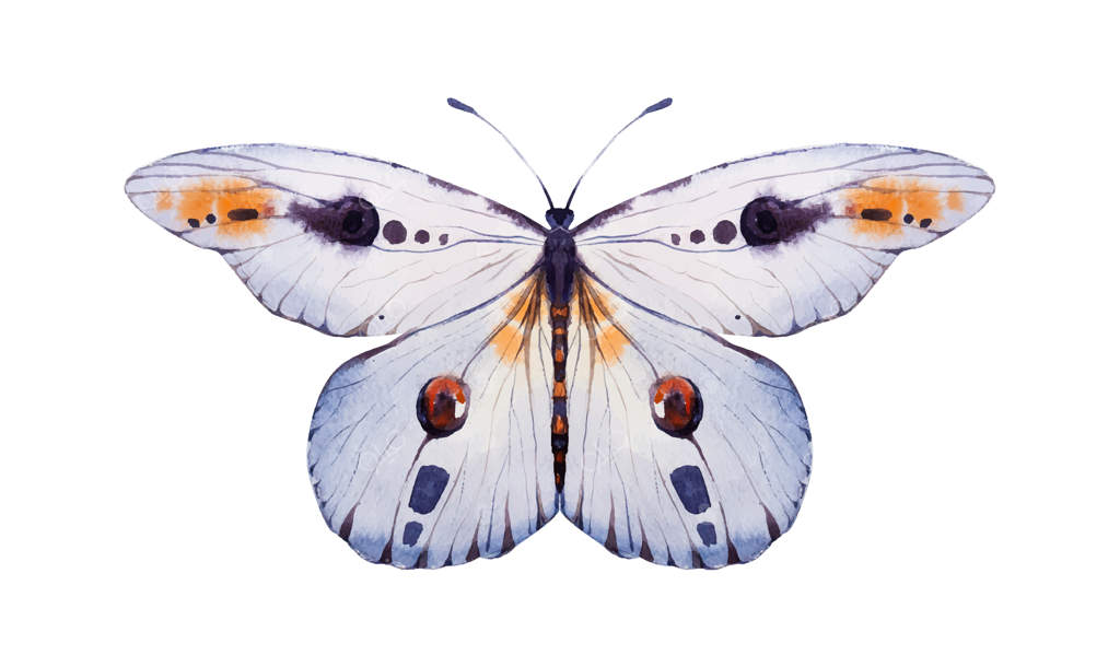 پروانه شهریار در میان علف شیر؛ نقاشی آبرنگی از پروانه دانوس پلکسپیوس