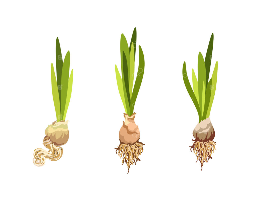 گیاهان پیازی با جوانه‌ها و ریشه‌های سبز - پرو وکتور نمایش می‌دهد