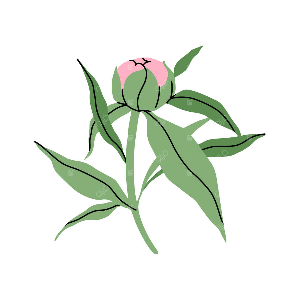 غنچه لطیف صورتی گل صد تومانی: مینیمالیستی از یک گل کوچک صورتی با برگ‌های سبز. طراحی شیک و ساده گل. مناسب برای باغ و گل‌فروشی. نقاشی مسطح.