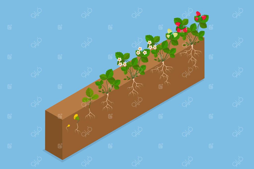 تصویر ایزومتریک ۳ بعدی از مراحل رشد و توسعه گیاه توت‌فرنگی