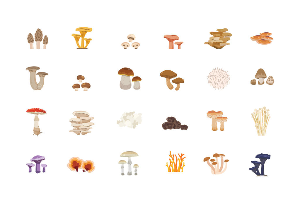 مجموعه تصاویر انواع مختلف قارچ‌ها، مناسب برای فروشگاه‌های سبزیجات و باغ‌ها، هم برای پوسترها و هم آیکون‌های وب.