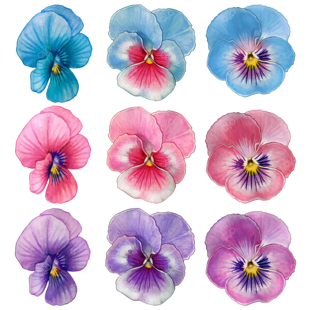 مجموعه آبرنگی گل‌های بنفشه رنگارنگ