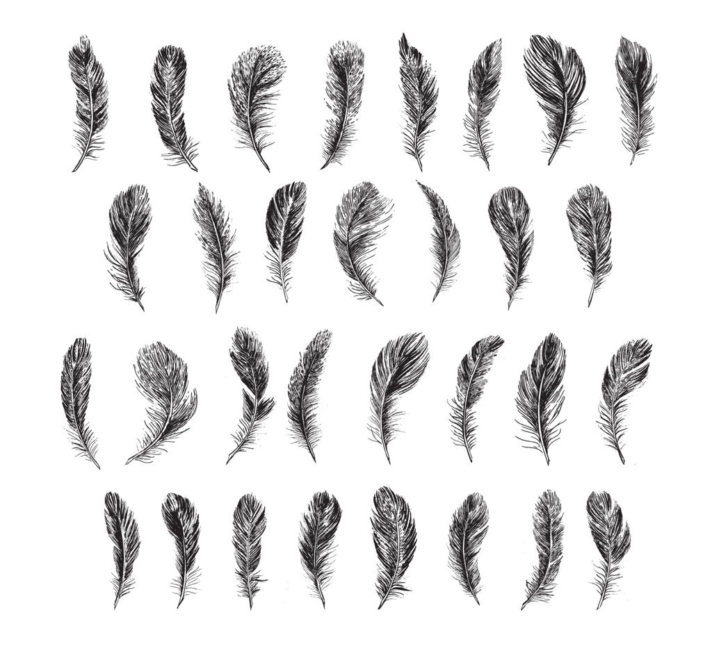 پرها بر روی پس‌زمینه سفید. طراحی به سبک اسکچ دستی.