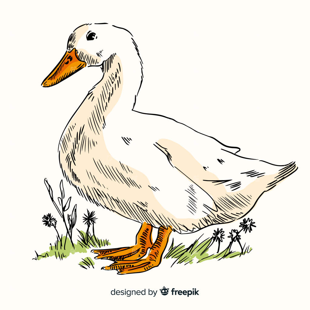 نقاشی واقعی از یک اردک