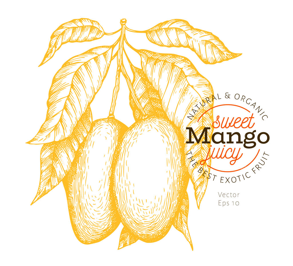 تصویرسازی شاخه انبه.