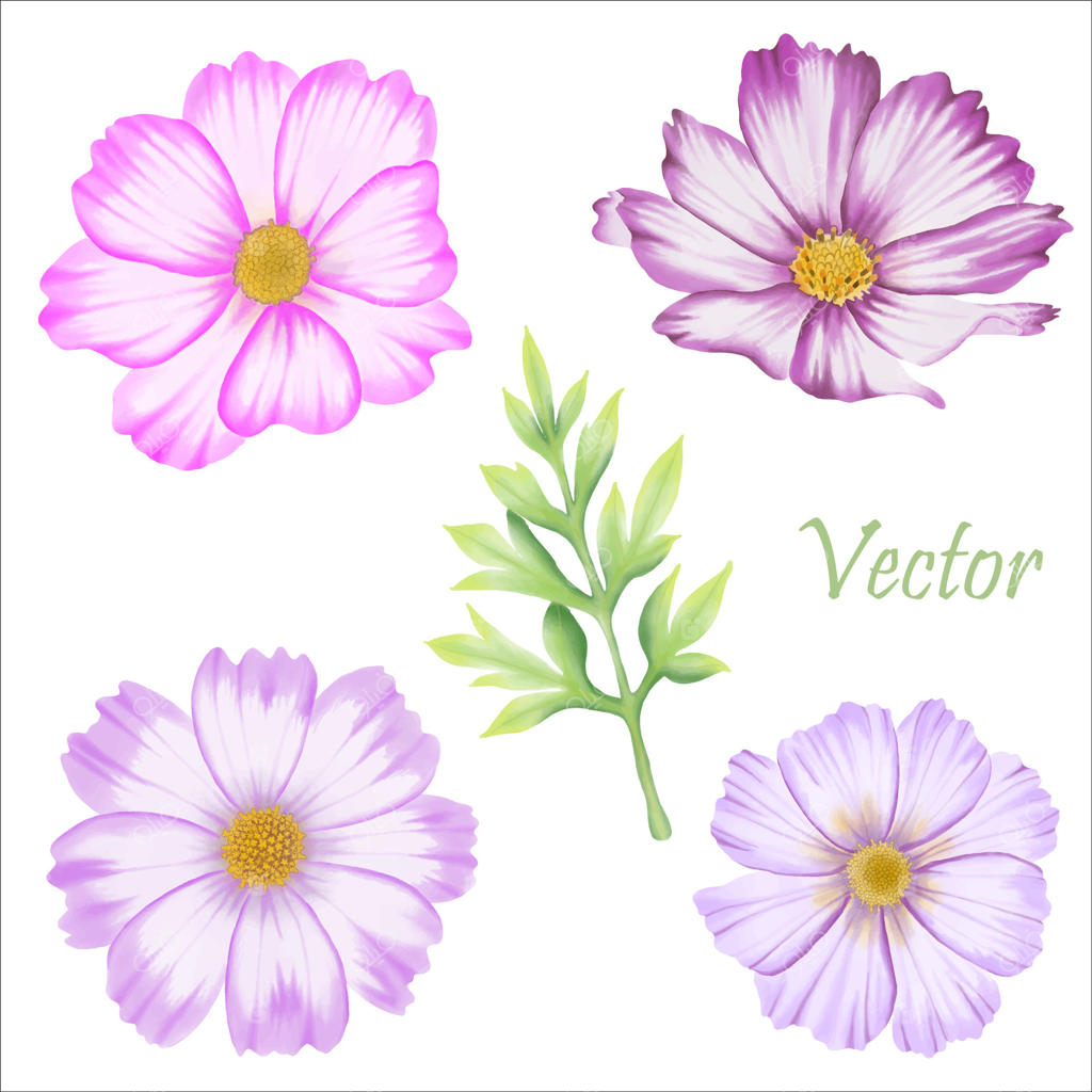 نقاشی زیبای گل‌های کازموس با آبرنگ - تصویری از باغ بهاری