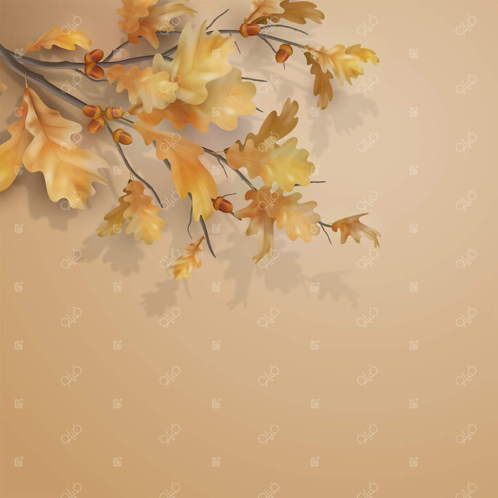 شاخه بلوط با برگ‌ها و بلوط‌ها