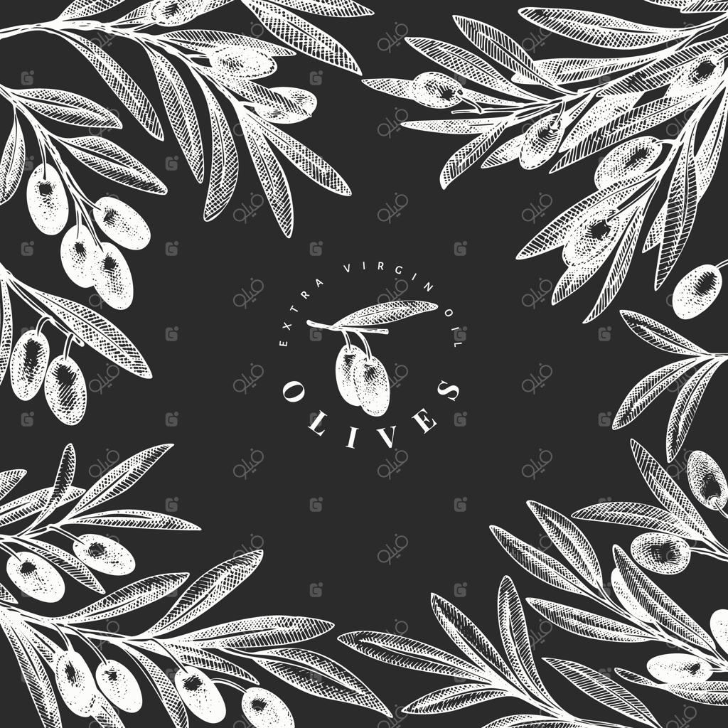 پترن طراحی شاخه زیتون: تصویرسازی دستی غذا روی تخته سیاه. گیاه مدیترانه‌ای منقوش به سبک قدیمی. تصویر گیاه‌شناسی کلاسیک.