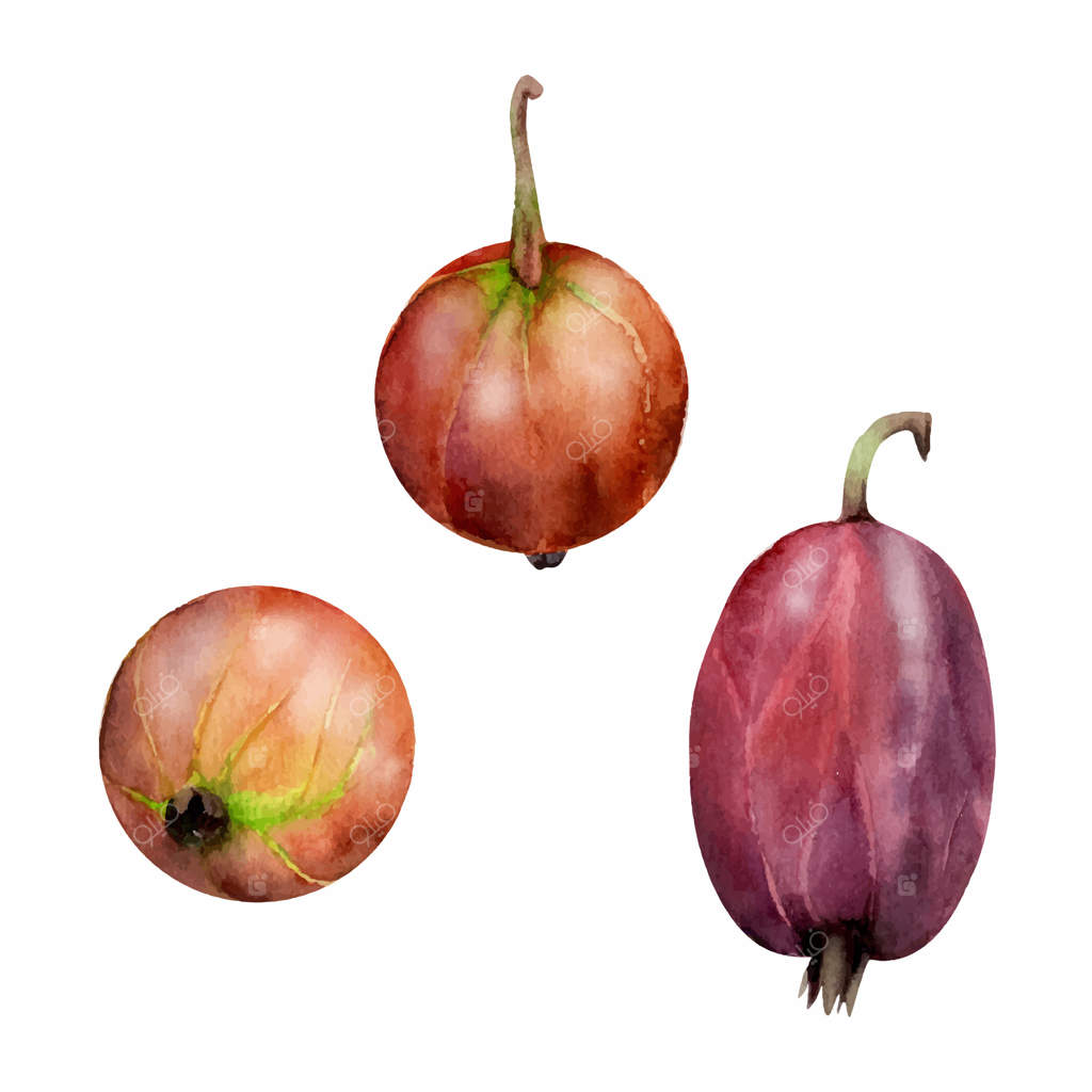 میوه های انگور فرنگی دست‌نقاشی شده با آبرنگ، توت های باغی چون خنکوت، جون‌بری، کاسل و جوستبری. تصویرسازی نزدیک گیاهی. منوی رستوران کافه، بازار کشاورزان، غذای ارگانیک