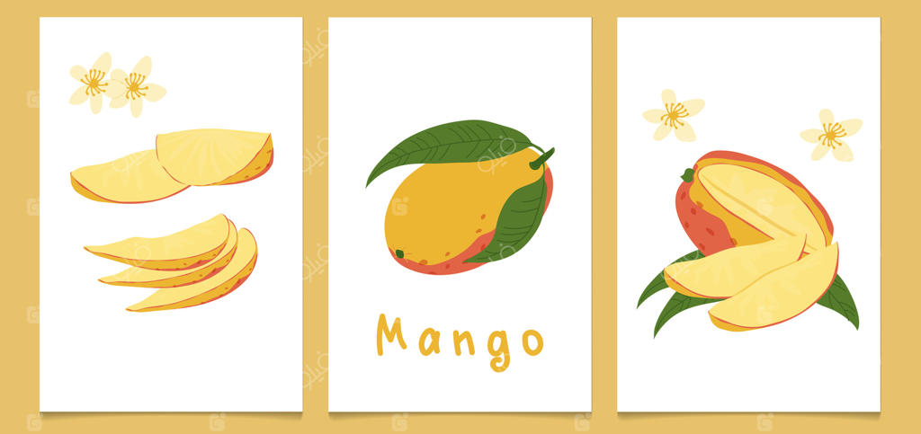 مجموعه‌ای از پوسترهای قدیمی با طراحی دستی انبه‌های رسیده. چاپ مدرن گیاهی با طراحی دستی انبه‌ها، برگ‌ها و گل‌ها.