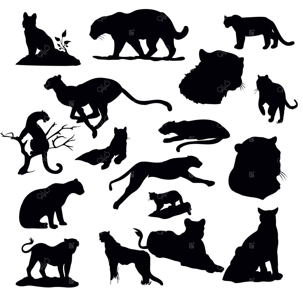 مجموعه سیلوئت ببر