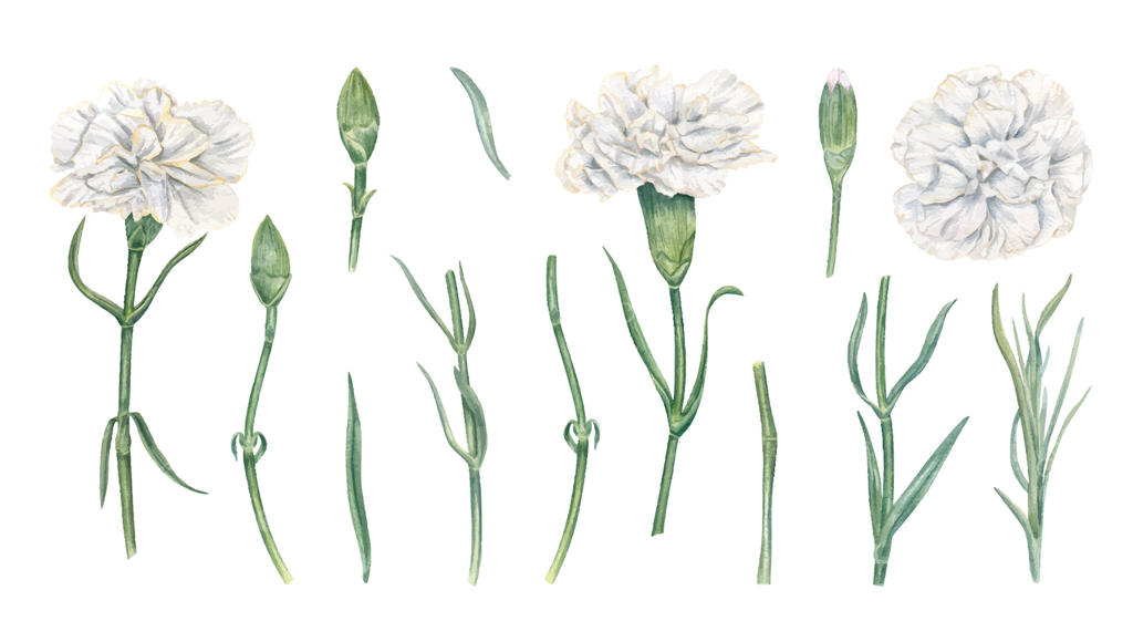 تصویر گل میخک سفید: طراحی آبرنگی وکتور حرفه‌ای