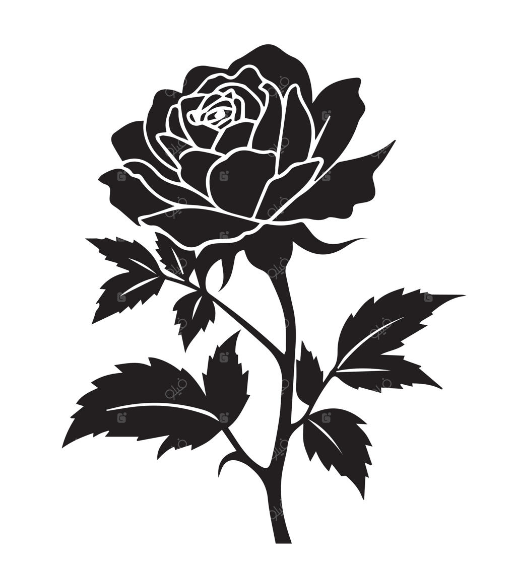 طراحی سیاه و سفید گل رز همراه با کلمه رز