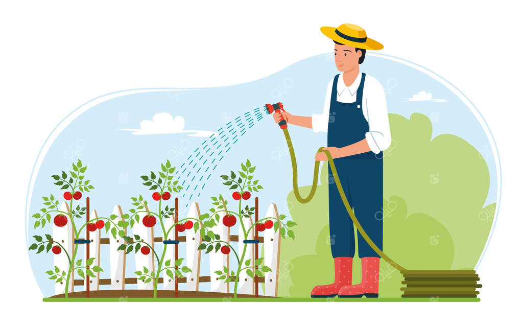 کشاورز در حال آبیاری بوته‌های گوجه‌فرنگی با شلنگ باغبانی.