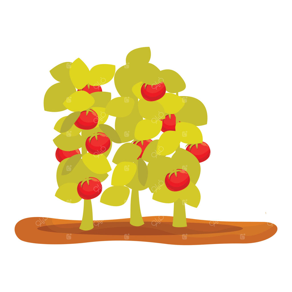 رشد گیاهان گوجه‌فرنگی در باغچه سبزیجات