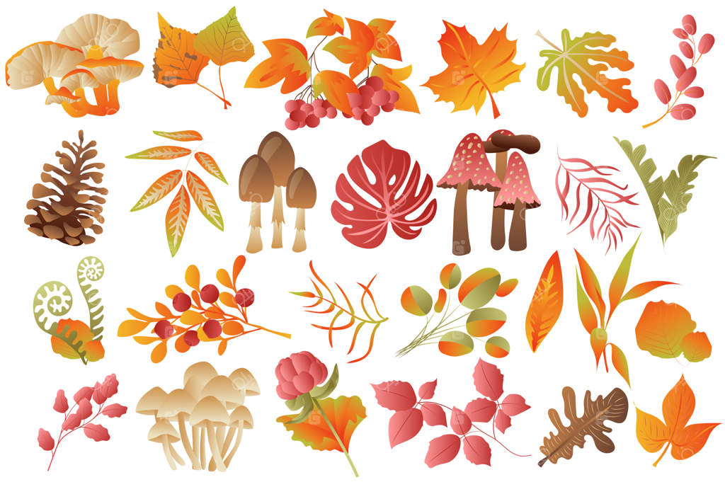 برگ‌های پاییزی و مجموعه‌ای از گیاهان: انواع مختلف قارچ‌ها، توت‌ها و برگ‌های رنگارنگ افتاده