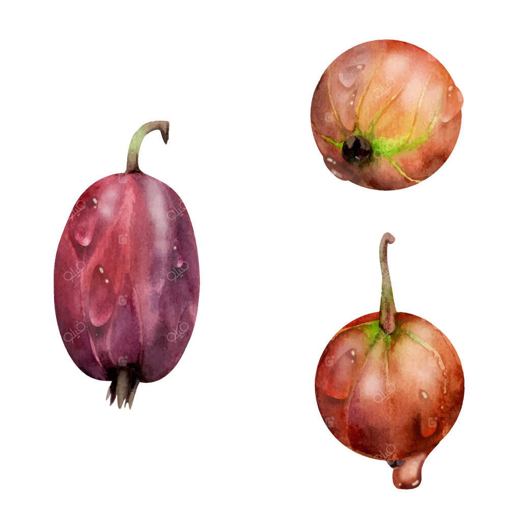 ترجمه عنوان: "میوه‌های انگور فرنگی و کروی زیر قطرات شبنم: آب‌رنگ دست‌کشیده. شمشاد باغ، جون‌بری، کاسیل، جستبری. تصویرسازی نزدیک‌شده گیاهی. بازار کشاورزان، غذای ارگانیک"