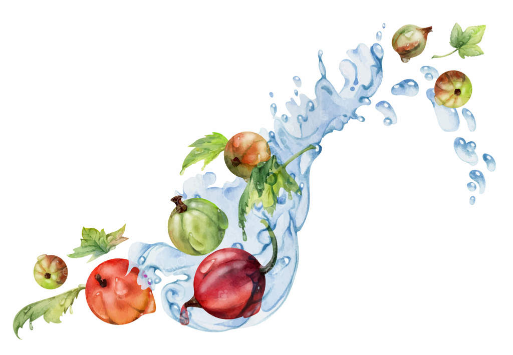 زالزالک و انگور فرنگی در میان قطرات آب و برگ‌ها، کشمش در باغچه ژوئن، کشمش و یوسی‌تا بری. تصویر دست‌کشیده با آبرنگ. منوی کافه، بازار کشاورزان و مغازه‌های خواربارفروشی.