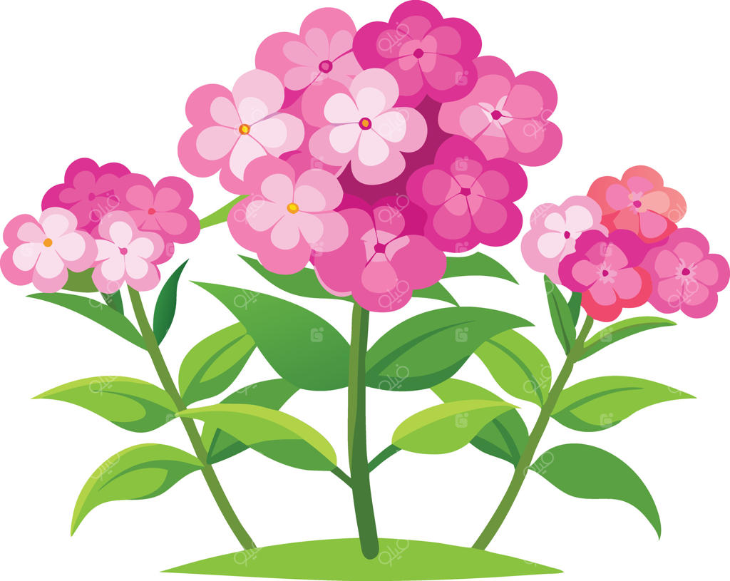 تصویری از گل‌های صورتی پرجنب‌وجوش