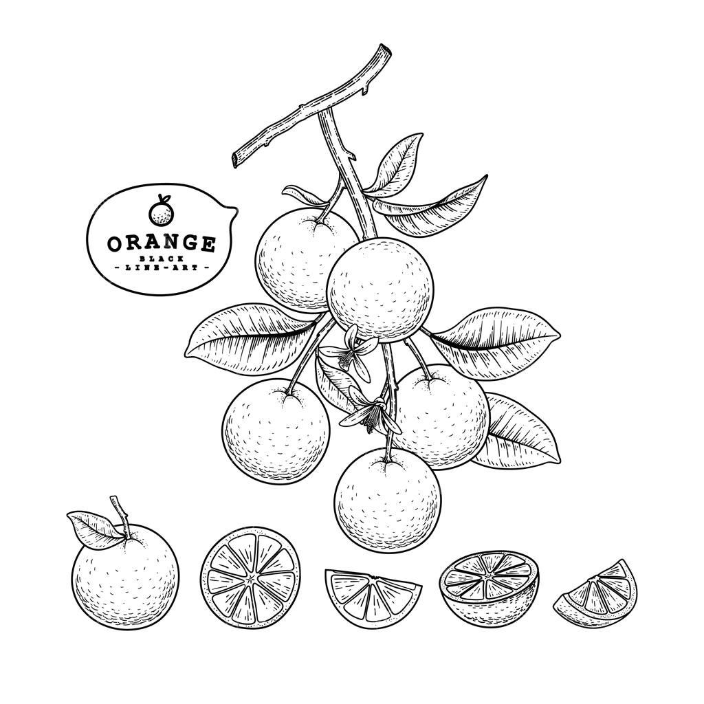 مجموعه تزئینی طرح پرتقال دست‌کشیده با خط سیاه روی زمینه سفید.