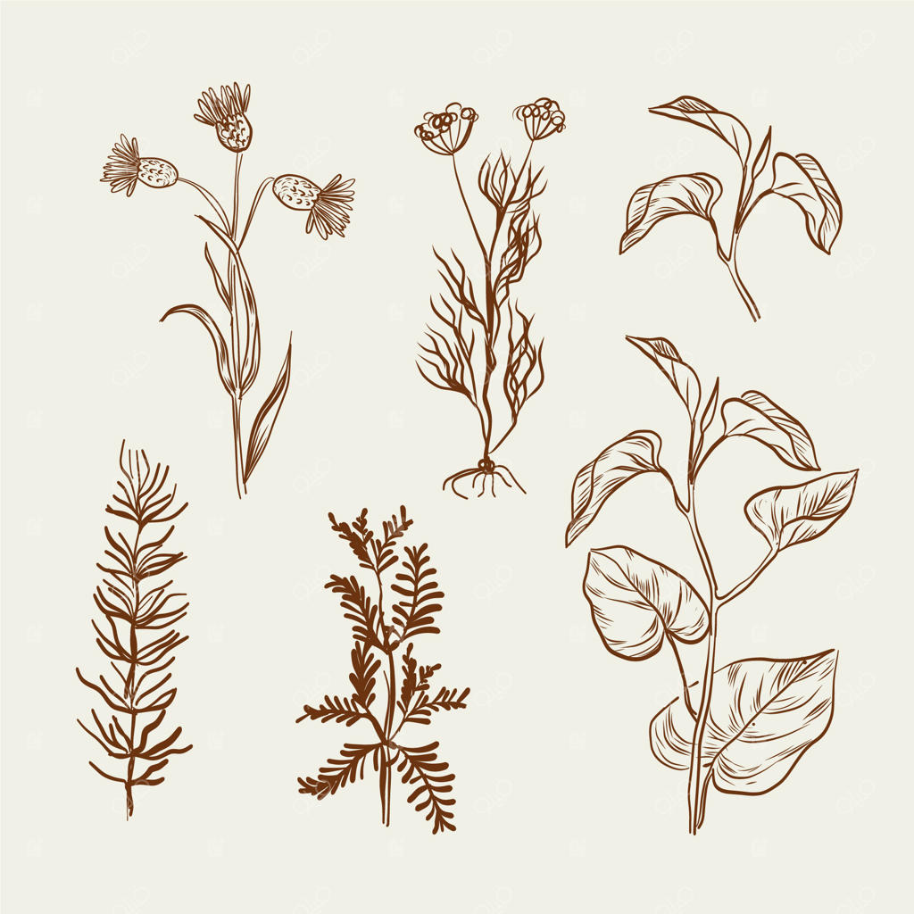 نقاشی مونوکروم از گیاهان دارویی و گل‌های وحشی