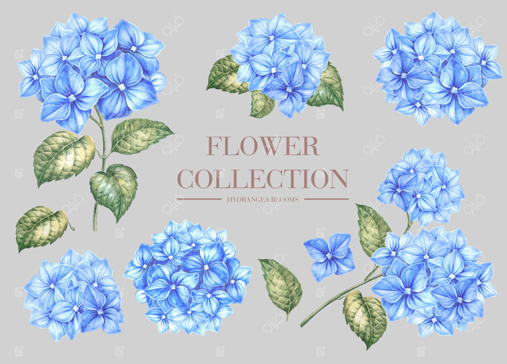 مجموعه‌ای از گل‌های ادریسی آبی.