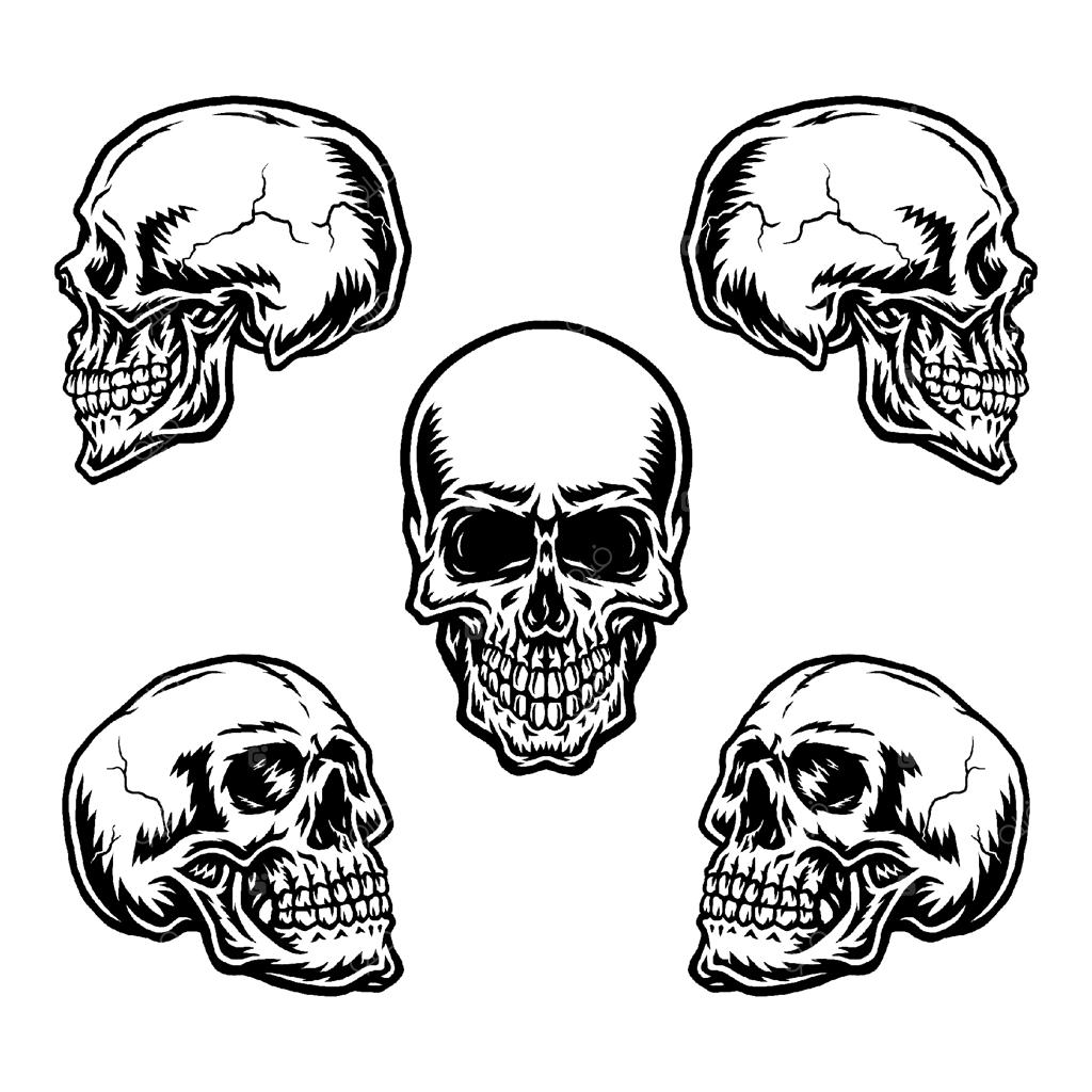 ست جمجمه در زوایای گوناگون