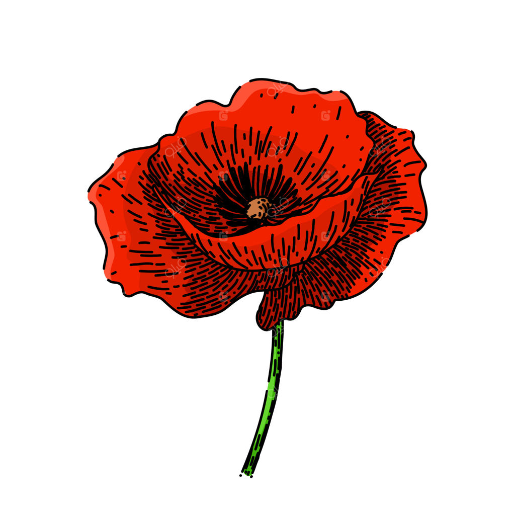 وکتور طراحی دستی و اسکچ گل شقایق