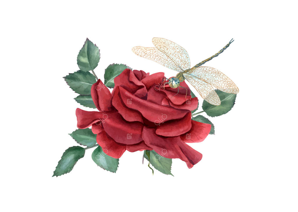 نقاشی آبرنگ گل رز قرمز با برگ‌ها در باغ. تک‌گل و ترکیب سبزینه به سبک واقع‌گرایانه. دسته‌گل برای طراحی کارت دعوت، روز ولنتاین و روز مادر.