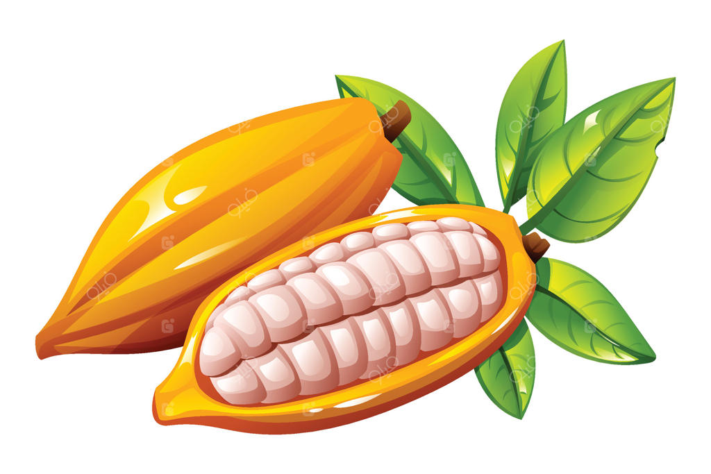 غلاف‌های تازه کاکائو، یکی سالم و دیگری شکافته که دانه‌ها را نشان می‌دهد. ضروری برای تولید شکلات. تصویر کارتونی