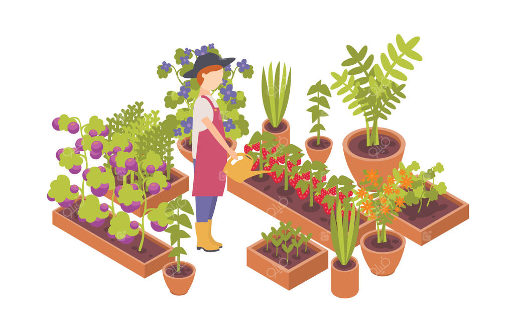 زنی با کلاه، آب‌پاش و گیاهان در باغچه‌ها روی پس‌زمینه سفید. سبزیجات خانگی، باغبانی و کشاورزی سازگار با محیط زیست. تصویرسازی رنگی و ساده
