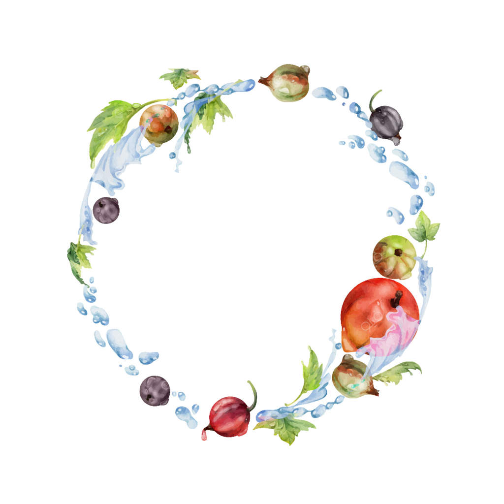 کشک سیاه و انگور فرنگی پرنده در پاشیدن آب با برگ‌های سبز و قطرات شبنم، توت‌های باغ رسیده نظیر زغال‌اخته و کسلیه در طراحی آبرنگ. قاب دایره‌ای ایزوله. فروشگاه مواد غذایی تازه و ارگانیک