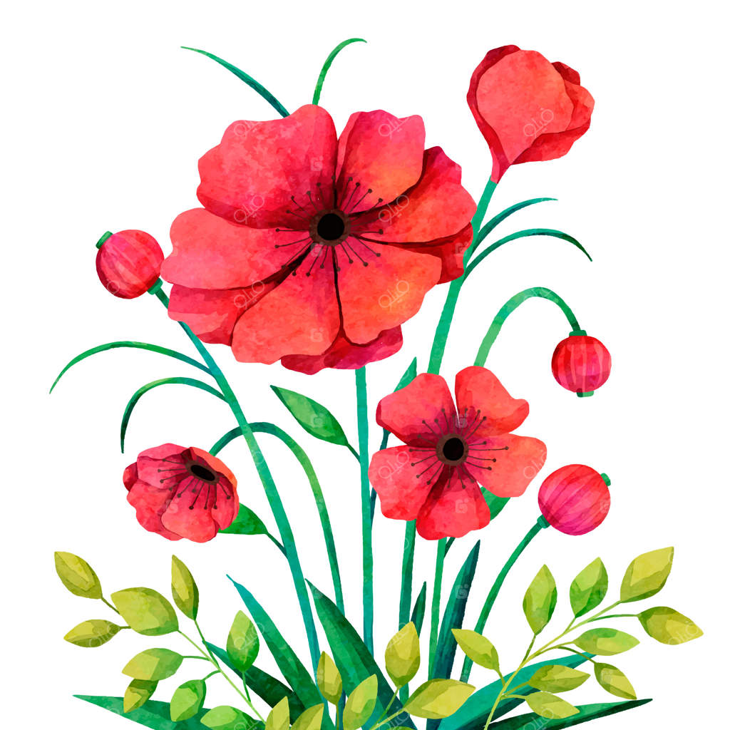 تصویرسازی گل شقایق با آبرنگ