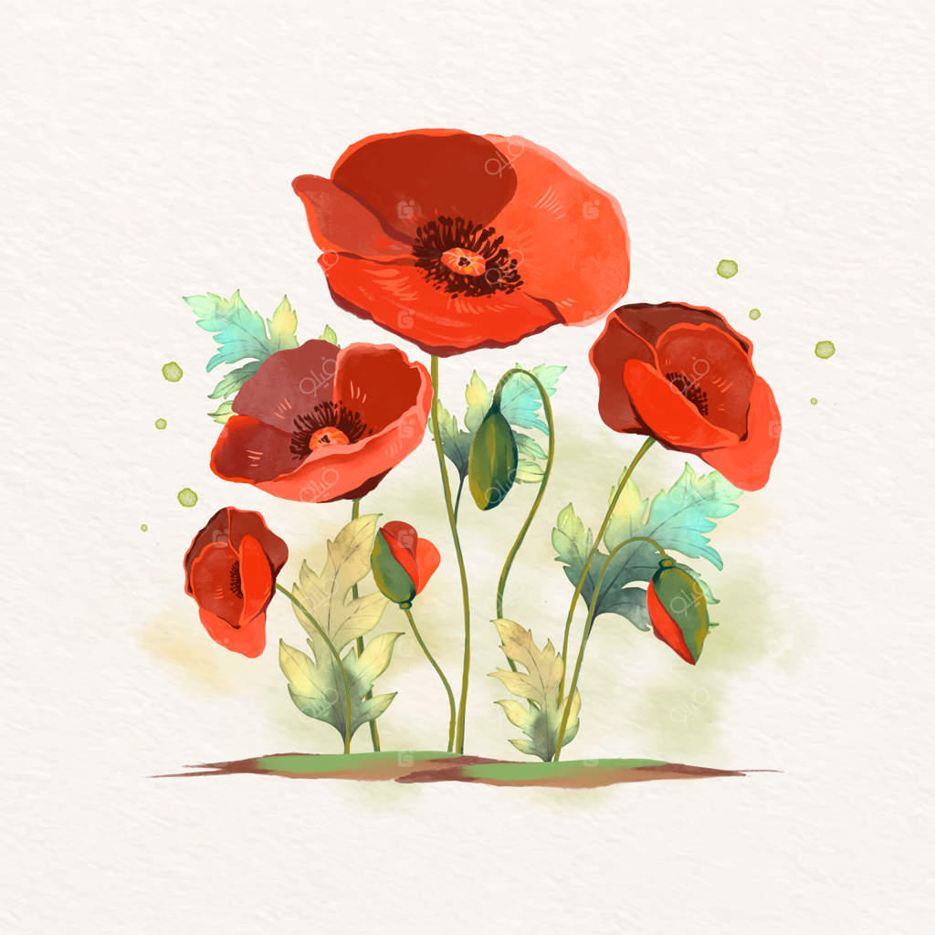 تصویرسازی گل شقایق با آبرنگ