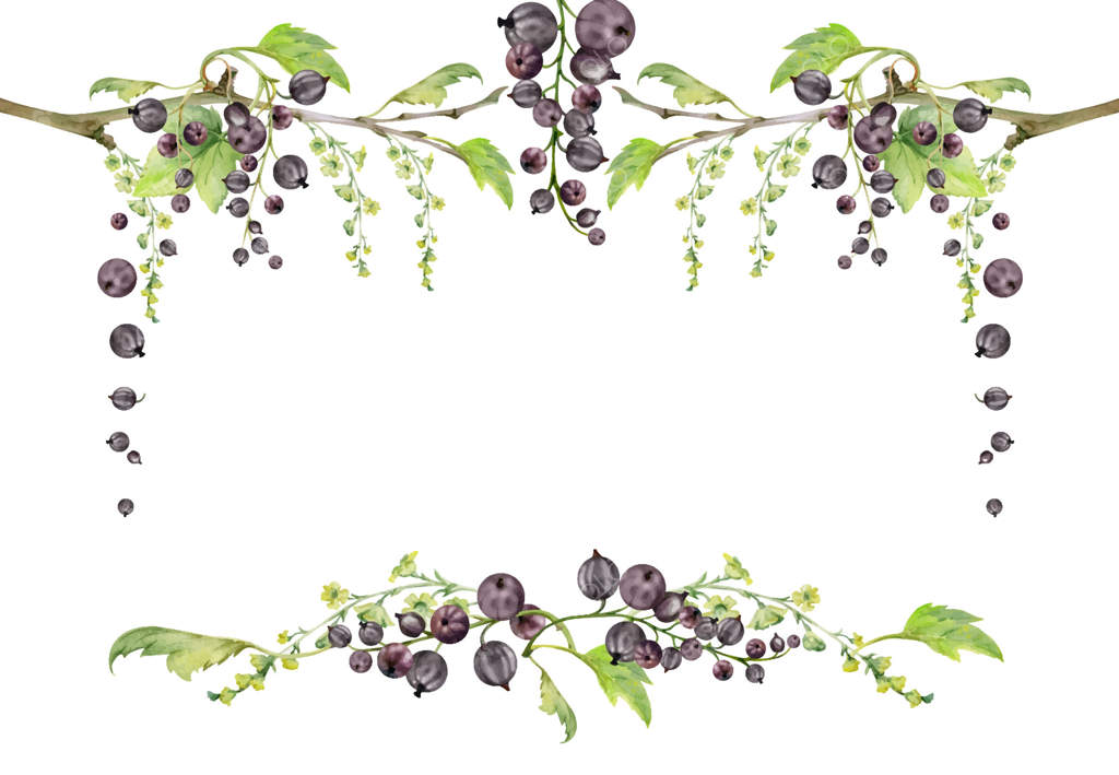 برگ‌های سبز انگور فرنگی، خوشه‌های بلند گل، توت‌های باغی آویزان بر شاخه‌ها. قاب گوشه‌ای جدا شده و دست‌کشیده با آبرنگ. لوازم آرایشی دست‌ساز، منوی دسر، برچسب‌های غذایی شیشه مربا.