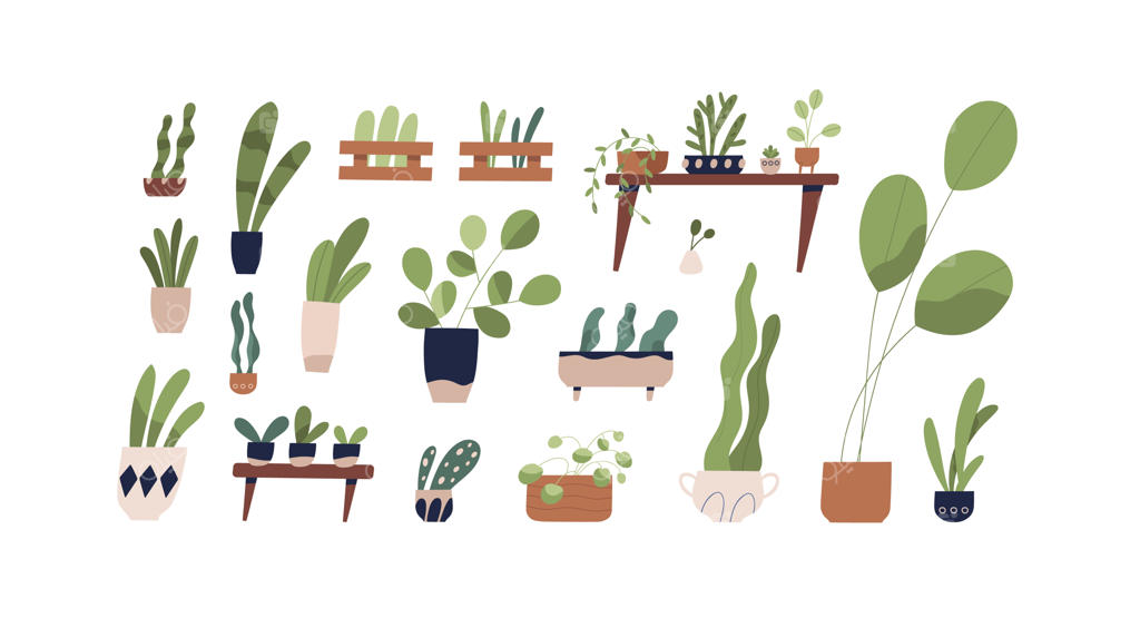 مجموعه گیاهان آپارتمانی در گلدان - تصویرسازی برداری ساده. مجموعه‌ای از گیاهان در گلدان‌های سرامیکی یا جعبه‌های چوبی - با پس‌زمینه سفید. سبزینگی‌های رنگارنگ با برگ‌های زیبا برای نگهداری در خانه.