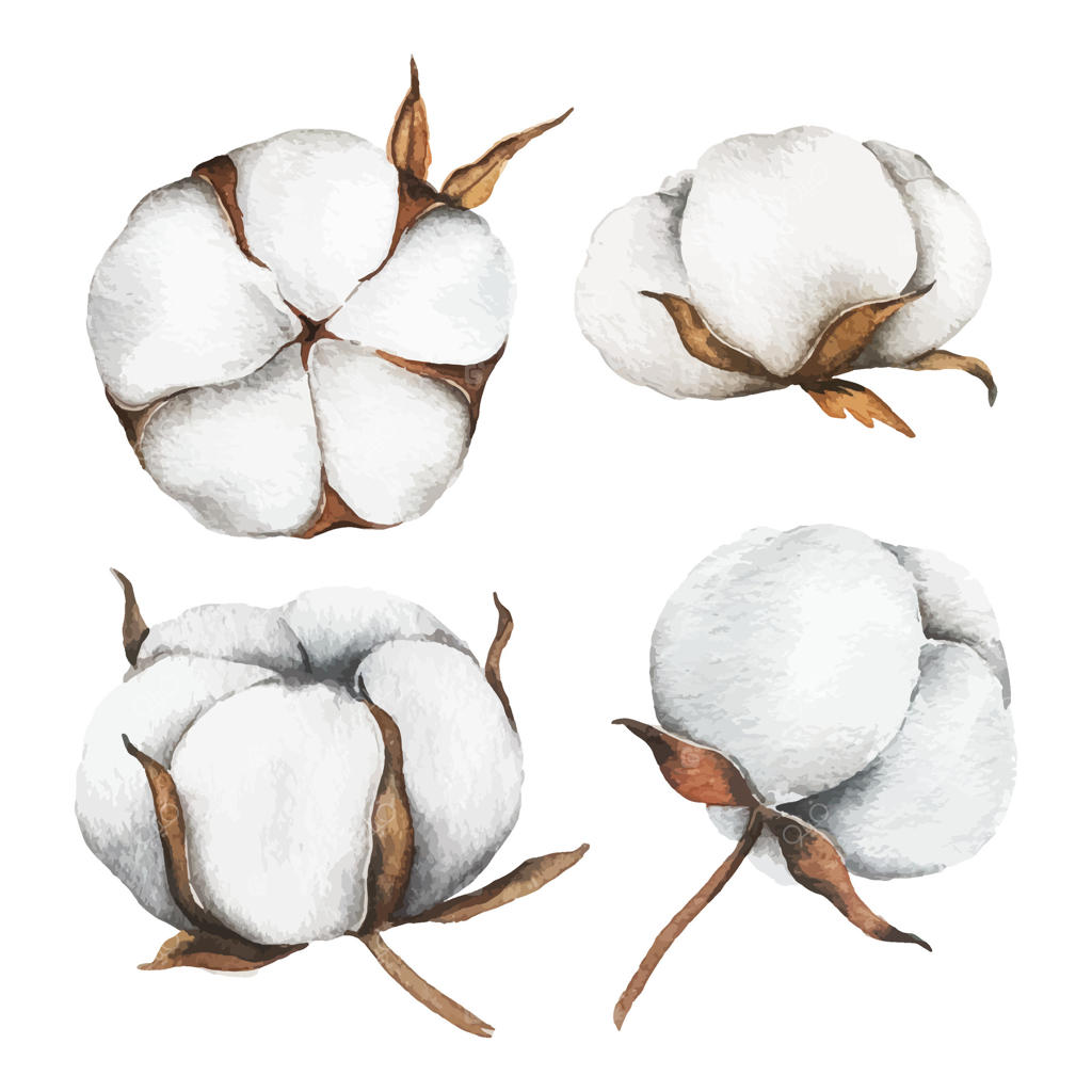 تصاویر گل‌های پنبه برای پروژه‌های نساجی و طراحی - پرو وکتور