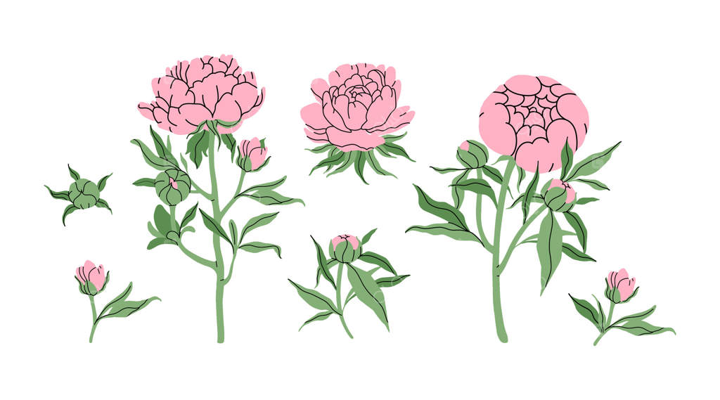 مجموعه نقاشی دست‌کشیده گل‌های صدتومانی: گل‌های صورتی لطیف، غنچه‌ها، شاخه‌ها و برگ‌ها. طراحی مینیمالیستی و شیک با الهام از بهار برای دکوراسیون باغ و فروشگاه گل شما. تصویرسازی تخت.