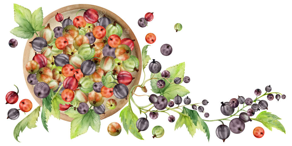 خوشه‌های انگور فرنگی و برگ‌های آنها روی ظرف سرامیکی، برداشت توت‌های رسیده از باغ، کاسیل و جوستابری. تصویرسازی مجزا با دست در آبرنگ. هنر کتاب آشپزی، بسته‌بندی صنایع غذایی